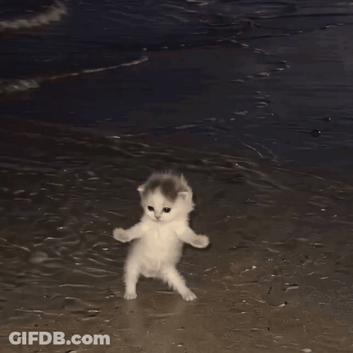 Two Kittens Walking On Beach At Night GIF