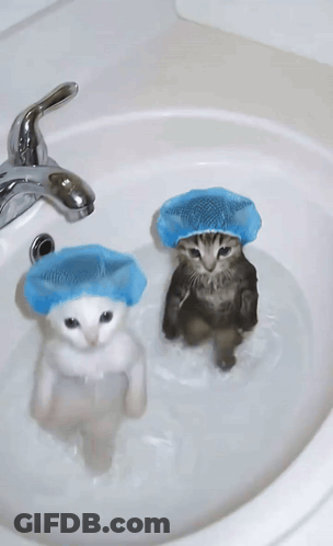 Two Kittens Wearing Blue Shower Caps Are In A Sink GIF