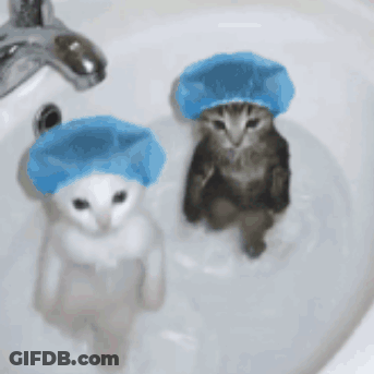 Two Kittens Wearing Blue Shower Caps Are Sitting In A Sink GIF