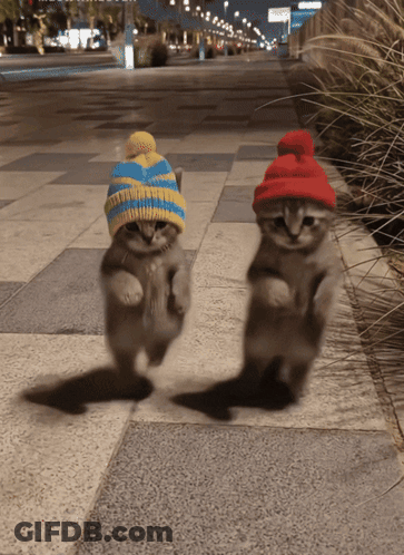 Two Kittens Wearing Hats Are Walking Down The Sidewalk GIF