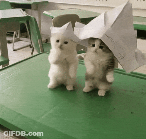 Two Kittens Wearing Paper Hats GIF