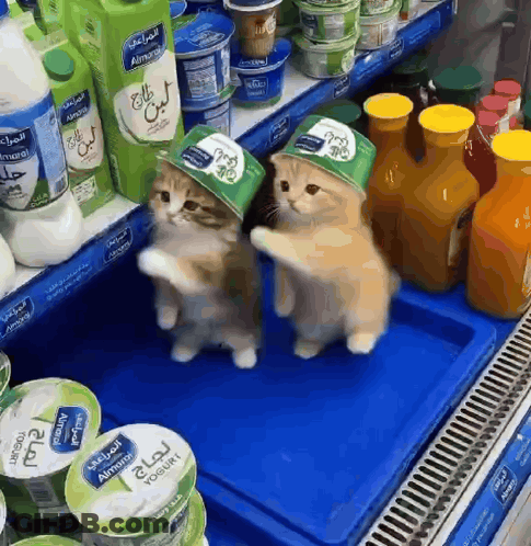 Two Kittens Wearing Yogurt Hats GIF