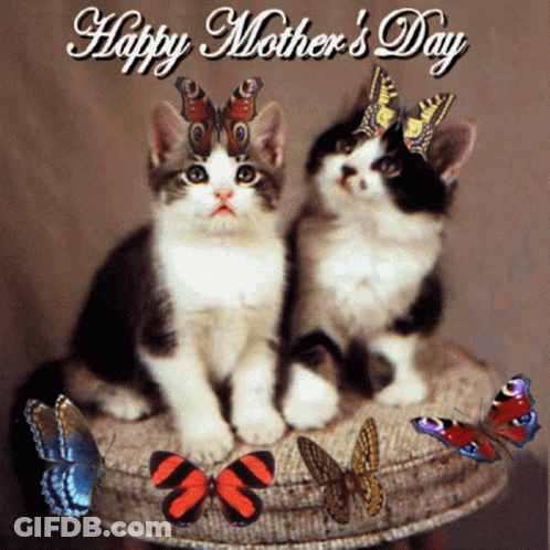 Two Kittens With Butterflies Happy Mother's Day GIF