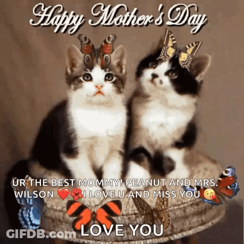 Two Kittens With Butterflies Happy Mother's Day GIF