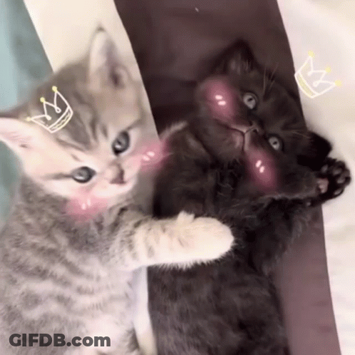 Two Kittens With Crowns On Their Faces Are Hugging Each Other . GIF