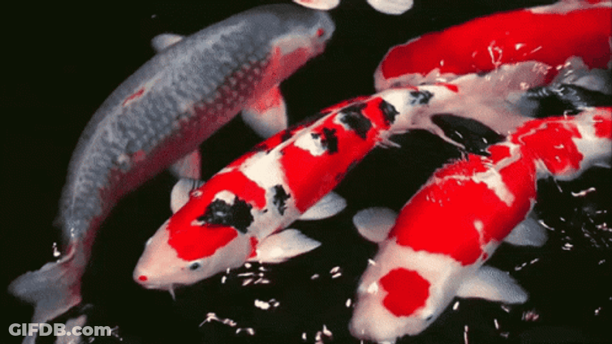 Two Koi Fish Swimming Around GIF