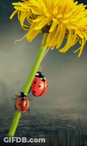 Two Ladybugs Are Perched On A Green Stem Of A Yellow Flower GIF