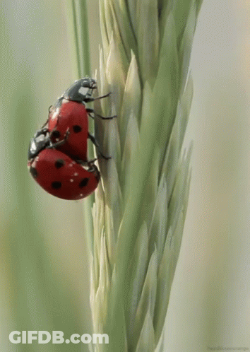 Two Ladybugs On Plant GIF