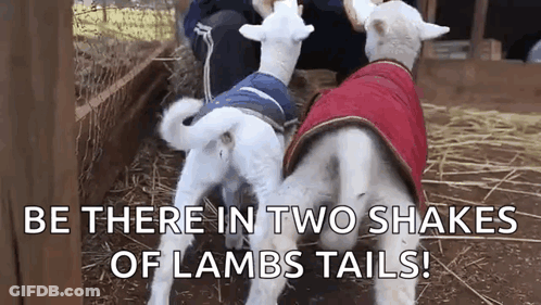 Two Lambs In Pen Be There In Two Shakes Of Lambs Tails GIF