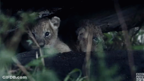 Two Lion Cubs Are Looking Out From Under A Tree And The Bbc America Logo Is Visible In The Background GIF