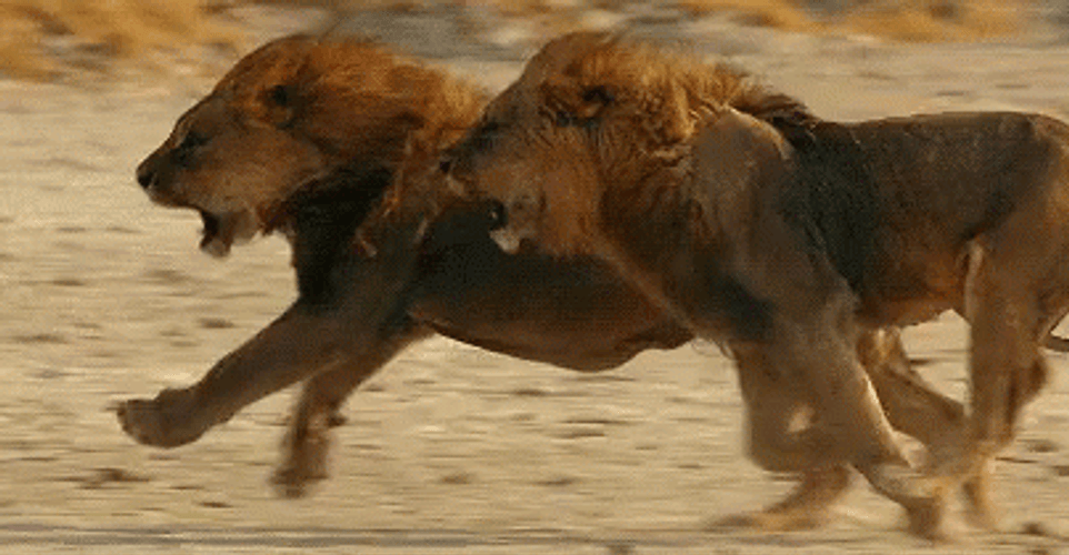 Two Lion Racing Go Lions GIF