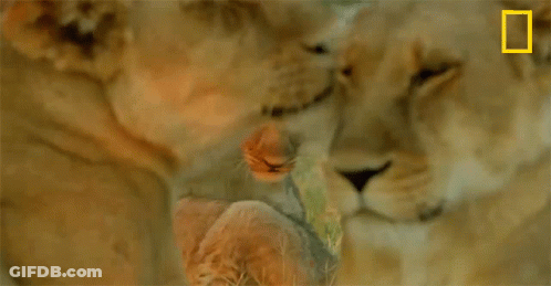 Two Lions Are Laying Next To Each Other With A National Geographic Logo In The Corner GIF