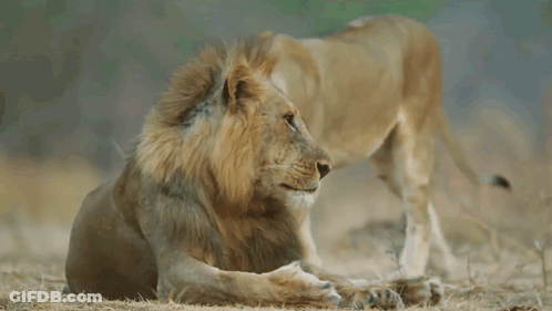 Two Lions Are Standing Next To Each Other On The Ground In The Wild . GIF