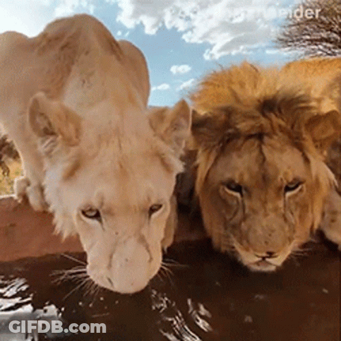 Two Lions Drinking From Puddle GIF