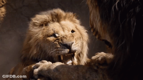 Two Lions Looking At Each Other Mouths Open GIF
