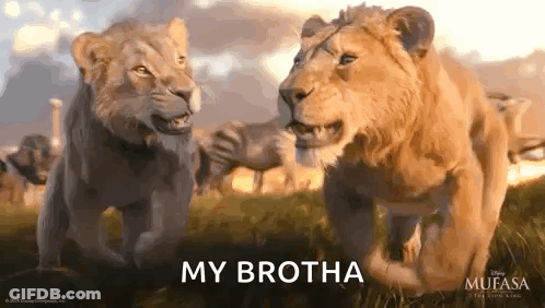 Two Lions Saying My Brotha GIF