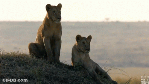 Two Lions Sitting On Top Of A Grassy Hill With Bbc America Written On The Bottom GIF