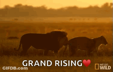 Two Lions Standing In Field GIF