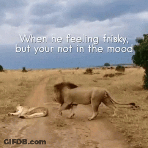 Two Lions Walking Down Dirt Road GIF