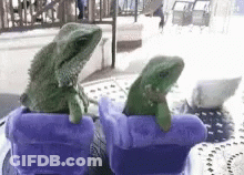 Two Lizards In Purple Pots With Purple Covers GIF