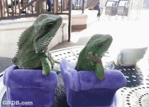 Two Lizards On Purple Chairs GIF