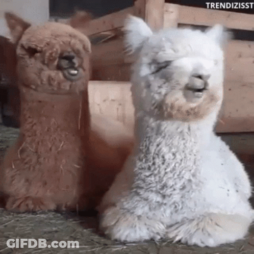 Two Llamas Sitting Next To Each Other With Their Eyes Closed . GIF