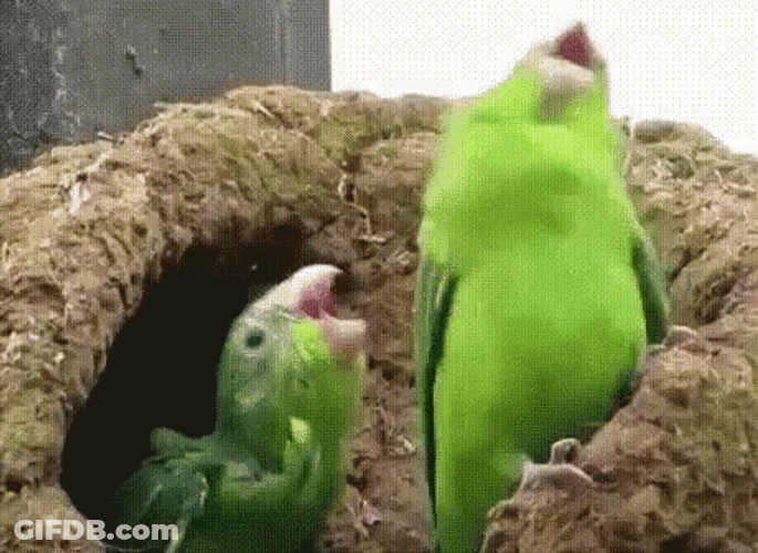 Two Lovebirds Lol GIF