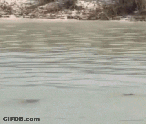 Two Men Are Standing In A Body Of Water Saluting Each Other . GIF