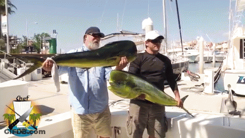 Two Men Holding Large Fish In Front Of Chef Boat GIF