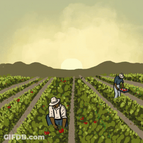 Two Men Picking Tomatoes In A Field With The Sun Behind Them GIF