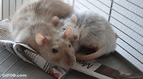 Two Mice On Newspaper Saying Mom GIF
