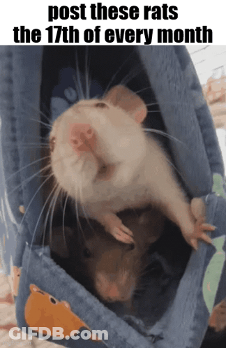 Two Mice With Post These Rats Caption GIF