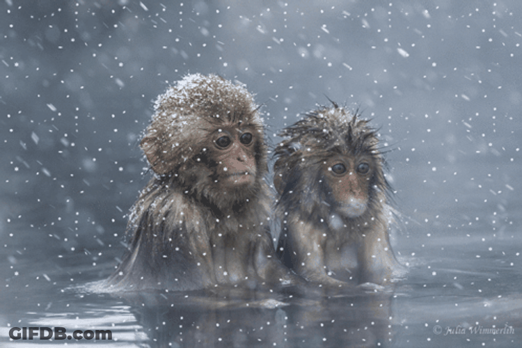 Two Monkey Swimming While Snowing GIF