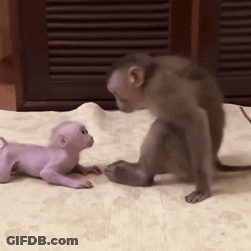 Two Monkeys Are Playing With Each Other On A Blanket GIF