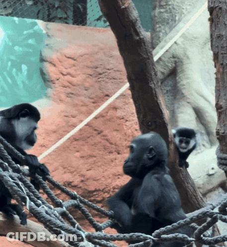 Two Monkeys Are Sitting In A Rope Hammock GIF