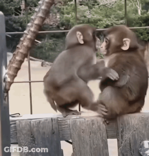 Two Monkeys Are Sitting On A Wooden Fence And Looking At Each Other GIF