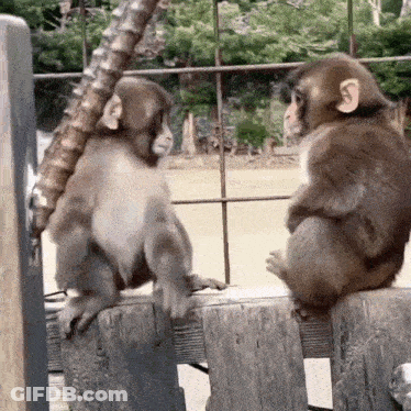 Two Monkeys Are Sitting On A Wooden Fence And Talking To Each Other . GIF