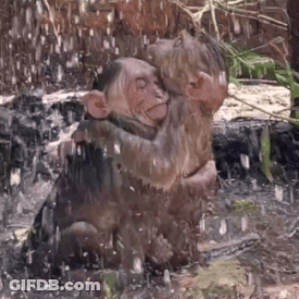 Two Monkeys Hugging In Puddle GIF