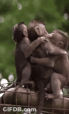 Two Monkeys Hugging On Tree Branch GIF