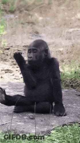 Two Monkeys Hugging Welcome Home GIF