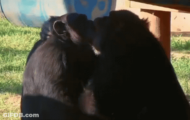 Two Monkeys Kissing Each Other GIF