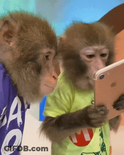 Two Monkeys Looking At Phone One Wearing Ao Shirt GIF