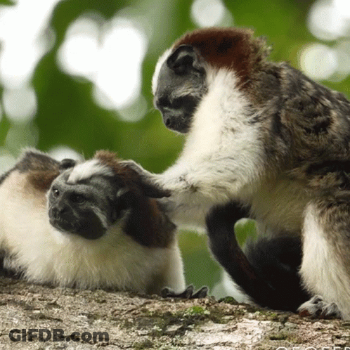 Two Monkeys Playing On Rocky Surface GIF