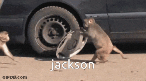 Two Monkeys Playing With Car Wheel Jackson GIF
