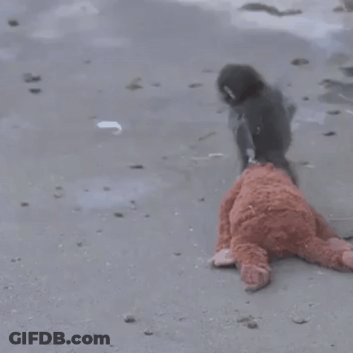 Two Monkeys Playing With Teddy Bear GIF