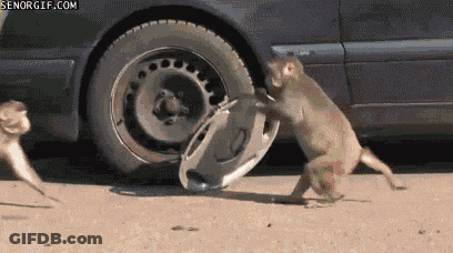 Two Monkeys Playing With Wheel Cover GIF