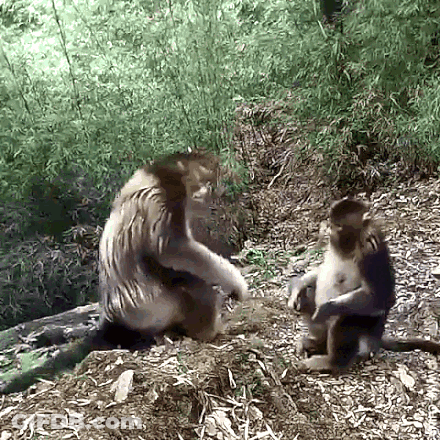 Two Monkeys Sitting On Dirt Pile GIF