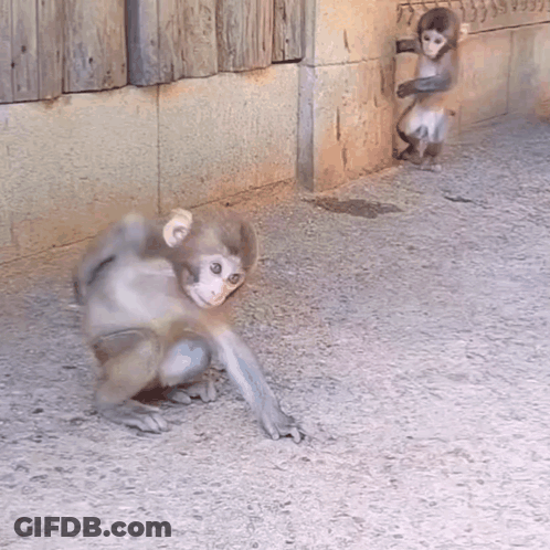 Two Monkeys Standing Together GIF