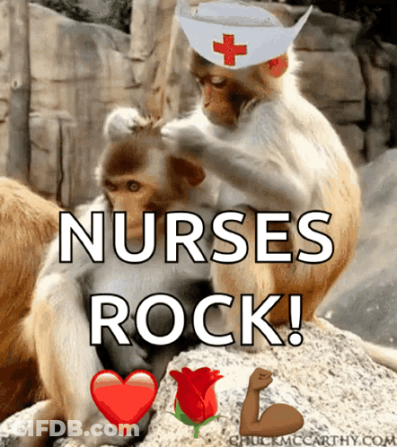 Two Monkeys With Nurses Rock GIF