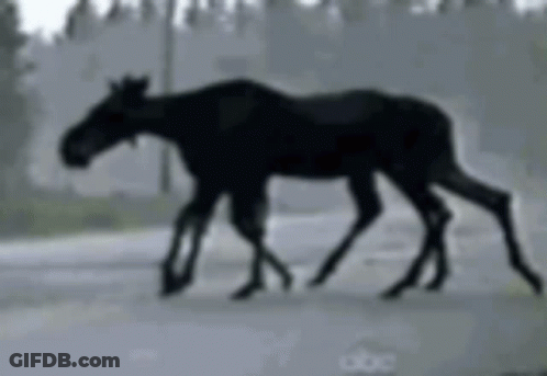 Two Moose Walking Down A Road With Abc Written On The Bottom Right GIF